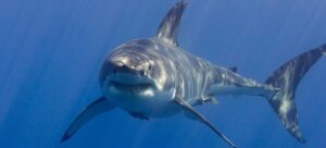 Tajemnice rekinów: ile rzędów zębów kryje ich niezwykły uśmiech?